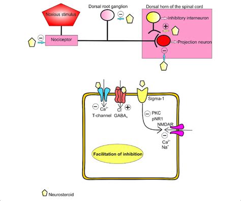 | Proposed mechanisms of analgesic effect of endogenous and synthetic... | Download Scientific ...