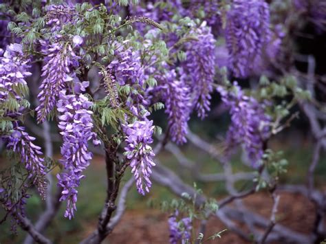 Propagating Wisteria - Growing Wisteria Cuttings