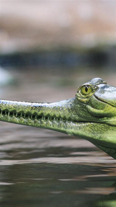 Gharial, crocodile, head, mouth, teeth 3840x2160, gharials HD phone wallpaper | Pxfuel