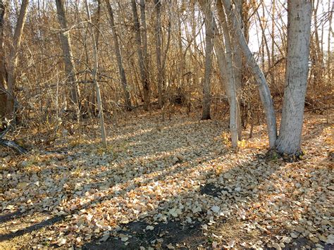 Grove of Trees in Late Fall – Photos Public Domain