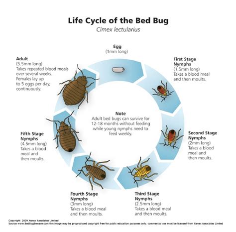 Bed Bug Lifecycle - Bed Bugs Limited