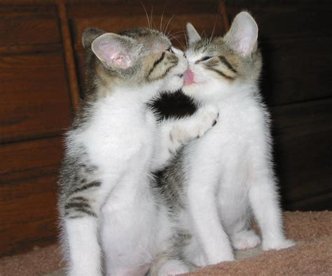 Love Kittens, Maisy and Daisy | These are two sisters in fos… | Flickr