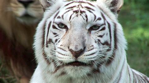 Rush To The Delhi Zoo To Catch The Glimpse Of This New White Tiger From ...