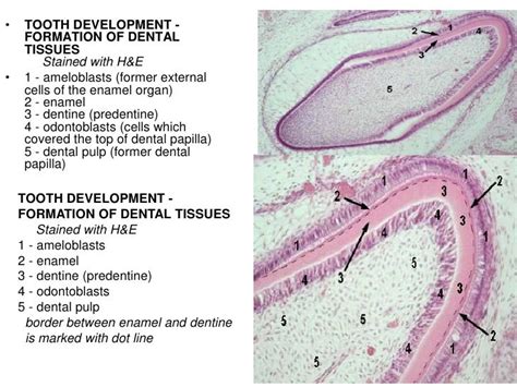 Histology Of The Oral Cavity