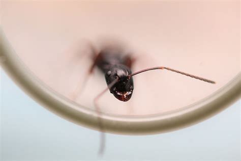 How to Keep an Ant Colony | Stateside Ants