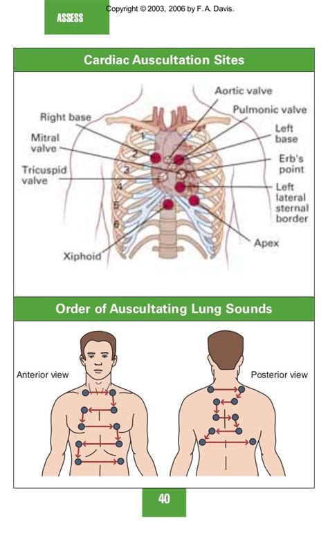 auscultation of lungs sounds | Nursing school survival, Lung sounds, Nursing school motivation