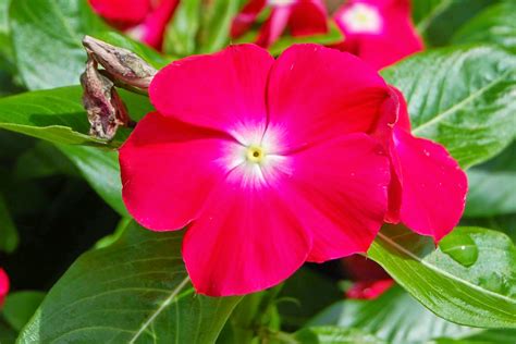 Rotary Botanical Gardens - Hort Blog: Annual Vinca (Catharanthus roseus)