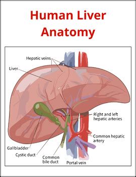 Parts of The Liver Anatomy Coloring/Labeling - Liver Structure in Human Body ⭐