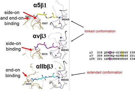 Different binding modes of linear RGD peptides to different integrin ...