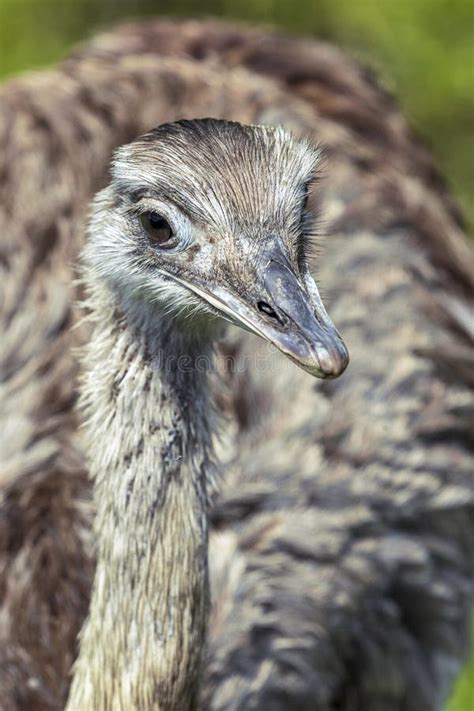 Portrait of Rhea bird stock image. Image of view, rheiformes - 22813141