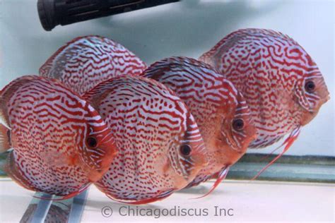 Chicago Discus | Your discus fish specialty store