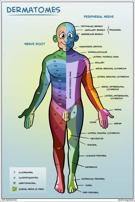 fuckyeahendocrinology: “ medblrreblogs: “ Dermatomes (x) ” Reblogging because I had shingles ...