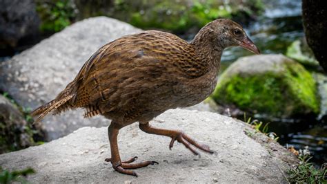 The Quest to Purge New Zealand of Invasive Predators