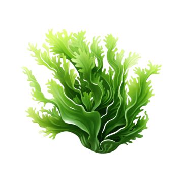 3d Seaweed Illustration, 3d, Seaweed, Sea PNG Transparent Image and Clipart for Free Download