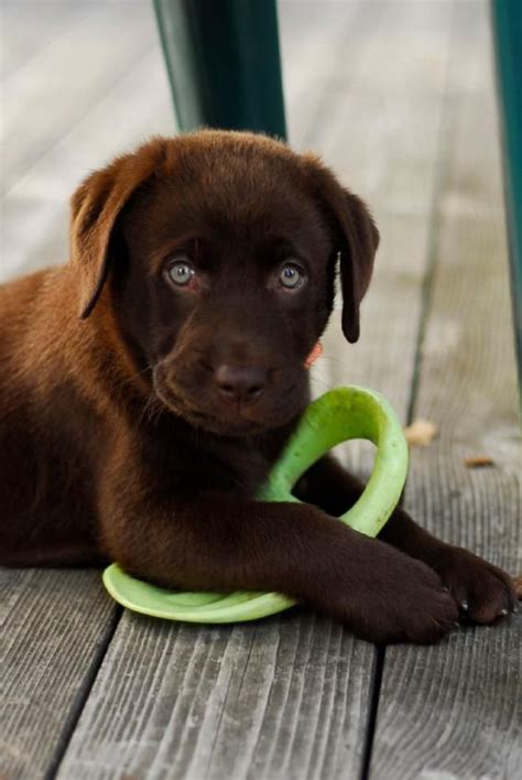 200+ Chocolate Lab Puppy Names as Sweet as They Are | LoveToKnow Pets ...