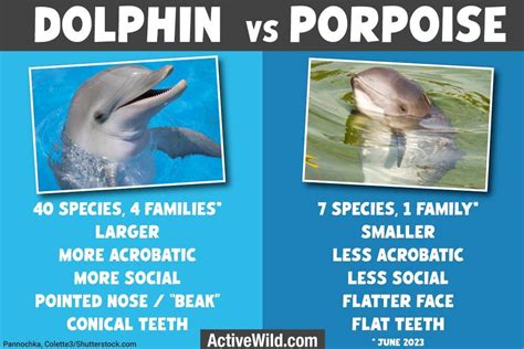 Dolphin Vs Porpoise: What Is The Difference Between Dolphins & Porpoises? | Environment.org