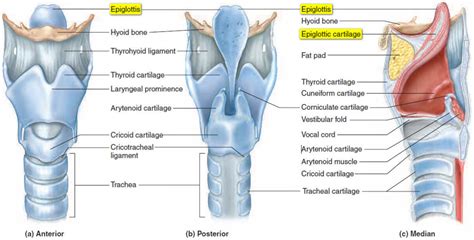 What is Epiglottis - Definition, Function, Problems (Pain, Epiglottitis, Infection) - (updated ...