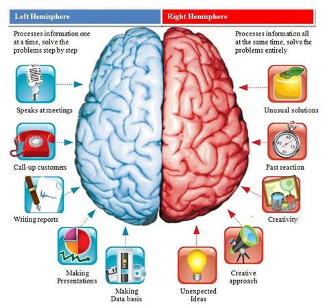 Pictures Of Cerebral Hemisphere