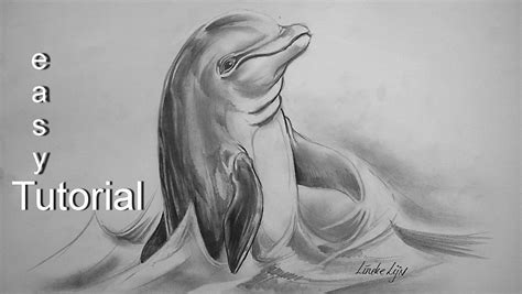 Easy DOLPHIN for beginners Graphite pencil drawing - YouTube