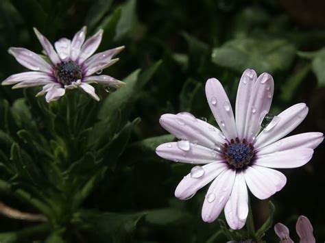 How to Grow African Daisies (Osteospermum)