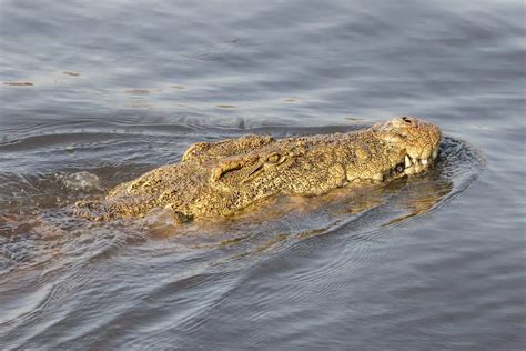 Hippo vs Crocodile: Similarities And Differences - Leo Zoo