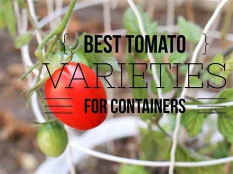 Best Patio Tomato Varieties - Gardening Channel