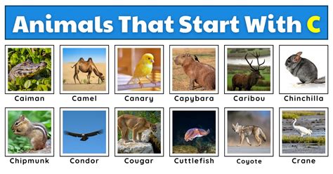 50 Curious Animals That Start With C | Plus Fun Facts, Worksheets, And ...