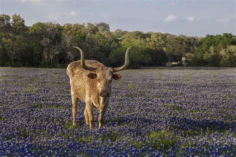 The Ten Best Spots in Texas to See Bluebonnets in 2021 — Jason Weingart ...