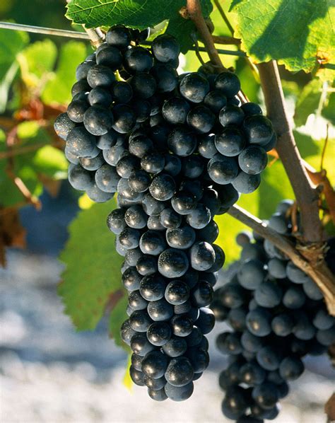 Merlot Grapes - Vin Du Terroir