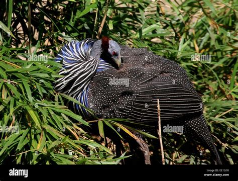 African Vulturine Guineafowl (Acryllium vulturinum) preening his ...