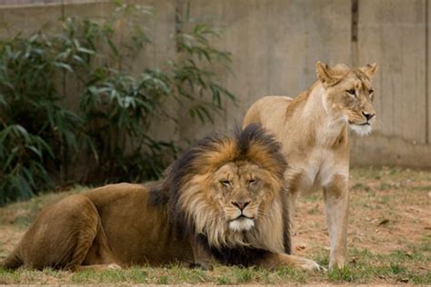 Saving The African Lion In North American Zoos | Smithsonian's National Zoo