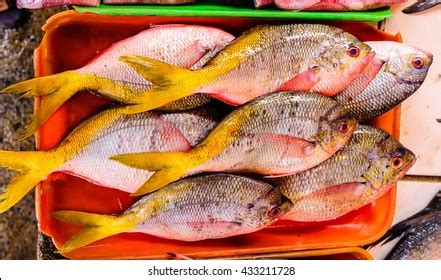 Fresh Dalagang Bukid Philippine Yellow Back Stock Photo 433211728 | Shutterstock