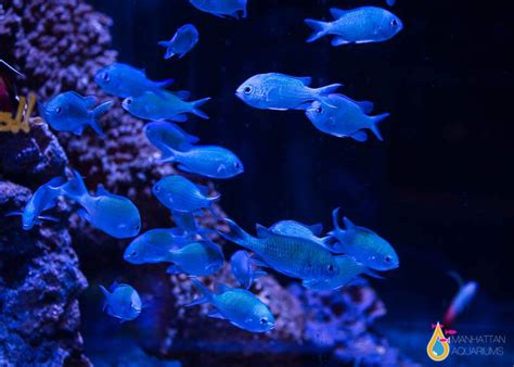 Blue Green Reef Chromis – Manhattan Aquariums