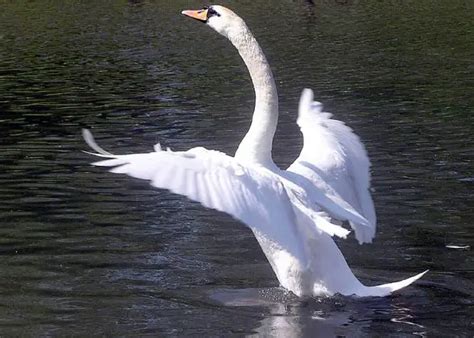 Mute Swan Facts | Anatomy, Diet, Habitat, Behavior