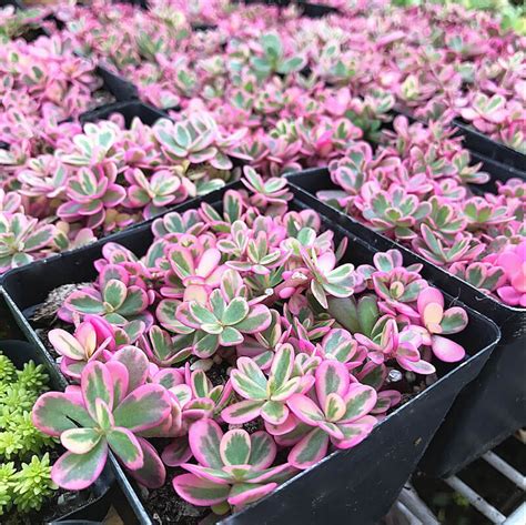 Portulaca Grandiflora Seeds, Succulents Seed, 100pcs/pack – GreenSeedGarden