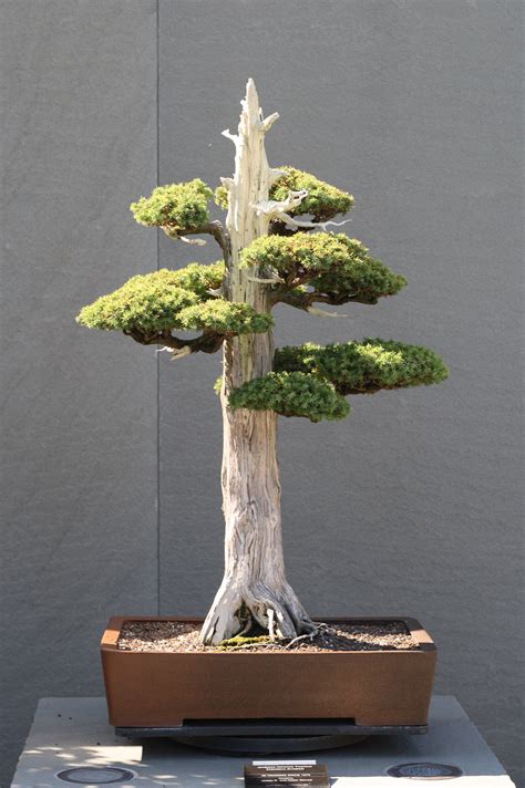 File:Foemina Juniper bonsai 224, October 10, 2008.jpg - Wikimedia Commons