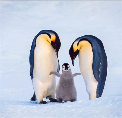 An emperor penguin family welcoming their newborn chick, Antarctica : MostBeautiful