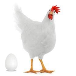 GALLINAS LEGHORN LIGHT