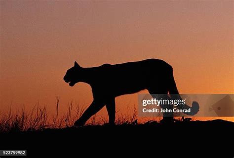 Mountain Lion Silhouette Photos and Premium High Res Pictures - Getty ...