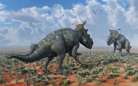 A pair of male Pachyrhinosaurus sizing each other up Poster Print - Walmart.com