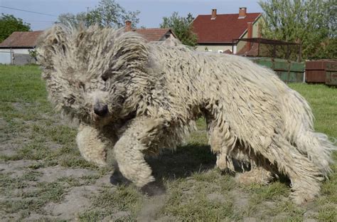 Komondor Breed Guide - Learn about the Komondor.