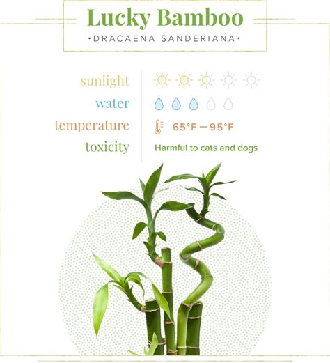 Lucky Bamboo Care Tips