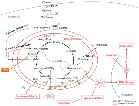 Biomolecules | Free Full-Text | Inhibition of Malate Dehydrogenase-2 Protects Renal Tubular ...