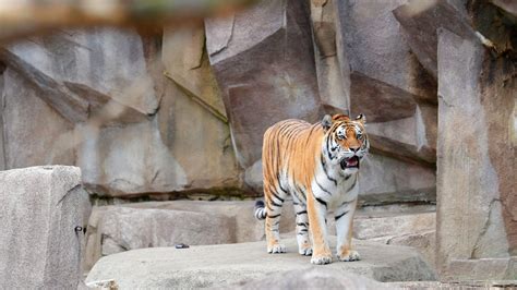 Milwaukee County Zoo partially reopens this weekend, with precautions