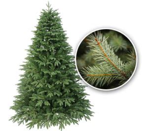 Canaan Fir - NYC Tree Lady Christmas Trees Delivered