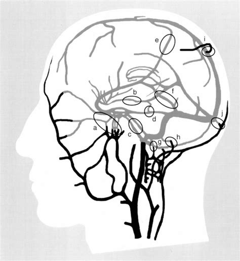 Collateral circulation definition, coronary collateral circulation & collateral circulation brain