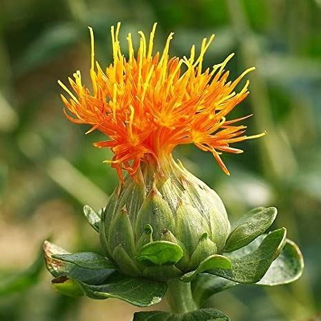 Safflower Plant, for Gardening at Rs 40 / Piece in Hojai | Hindustan ...