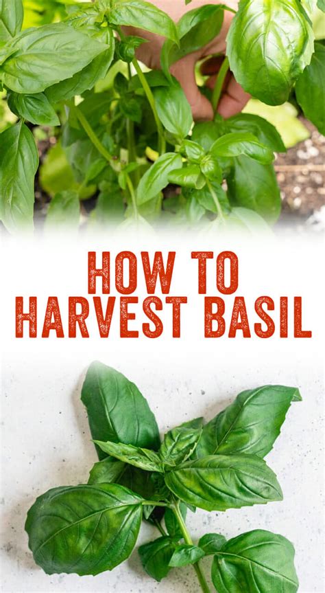 Harvesting Basil Before Winter: Tips and Tricks - PlantHD