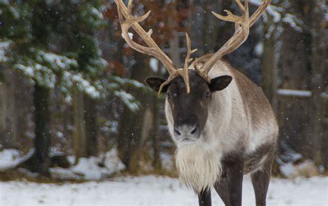 Canada's Endangered Woodland Caribou