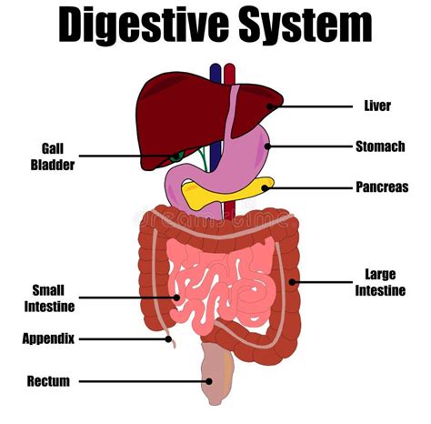 Digestive System Animation